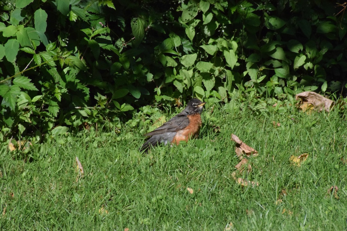 American Robin - ML625301689