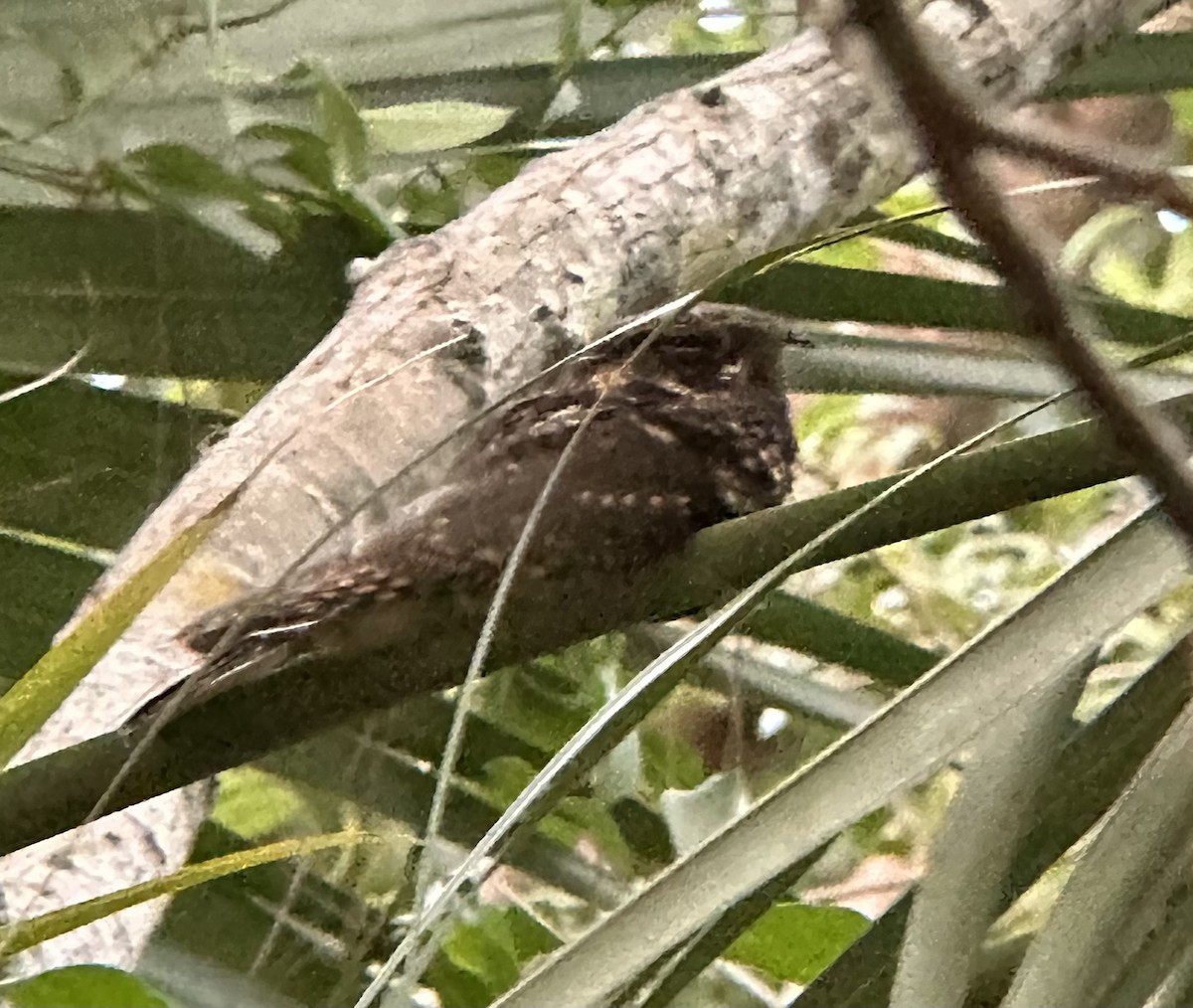 ホイップアーウィルヨタカ - ML625301716