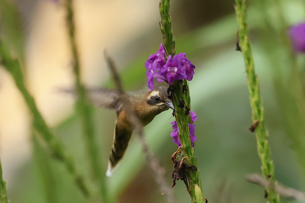 Gray-chinned Hermit - ML625301726