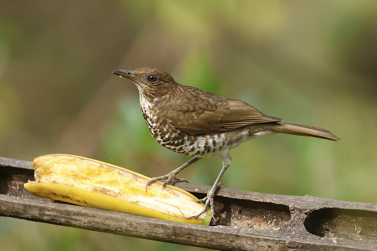 Marañon Thrush - ML625301833