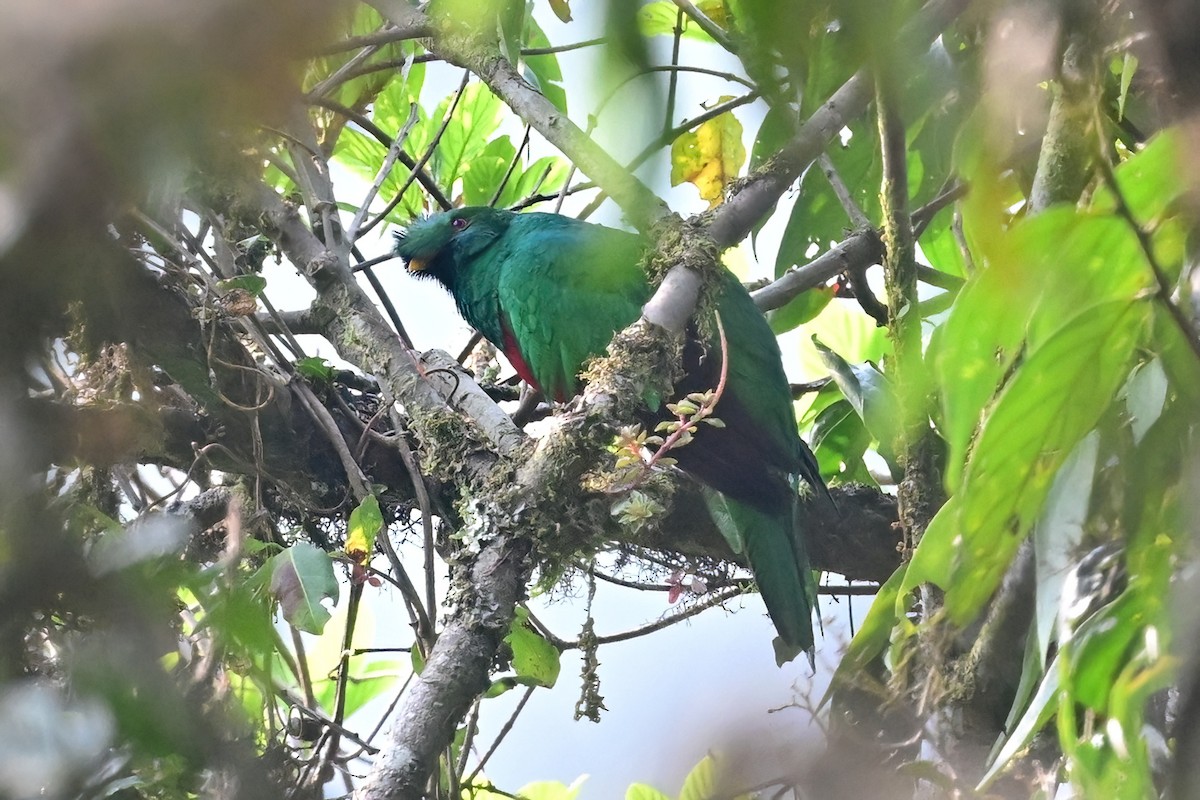 Quetzal antisien - ML625301920