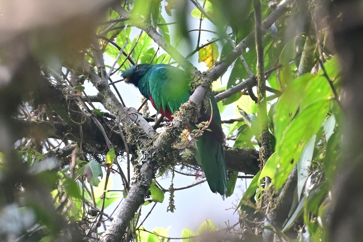 Quetzal antisien - ML625301921