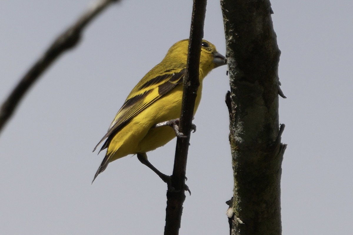 Yellow-faced Siskin - ML625301938