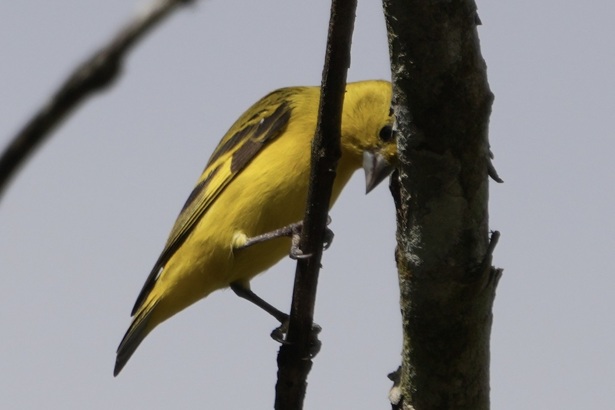 Yellow-faced Siskin - ML625301940