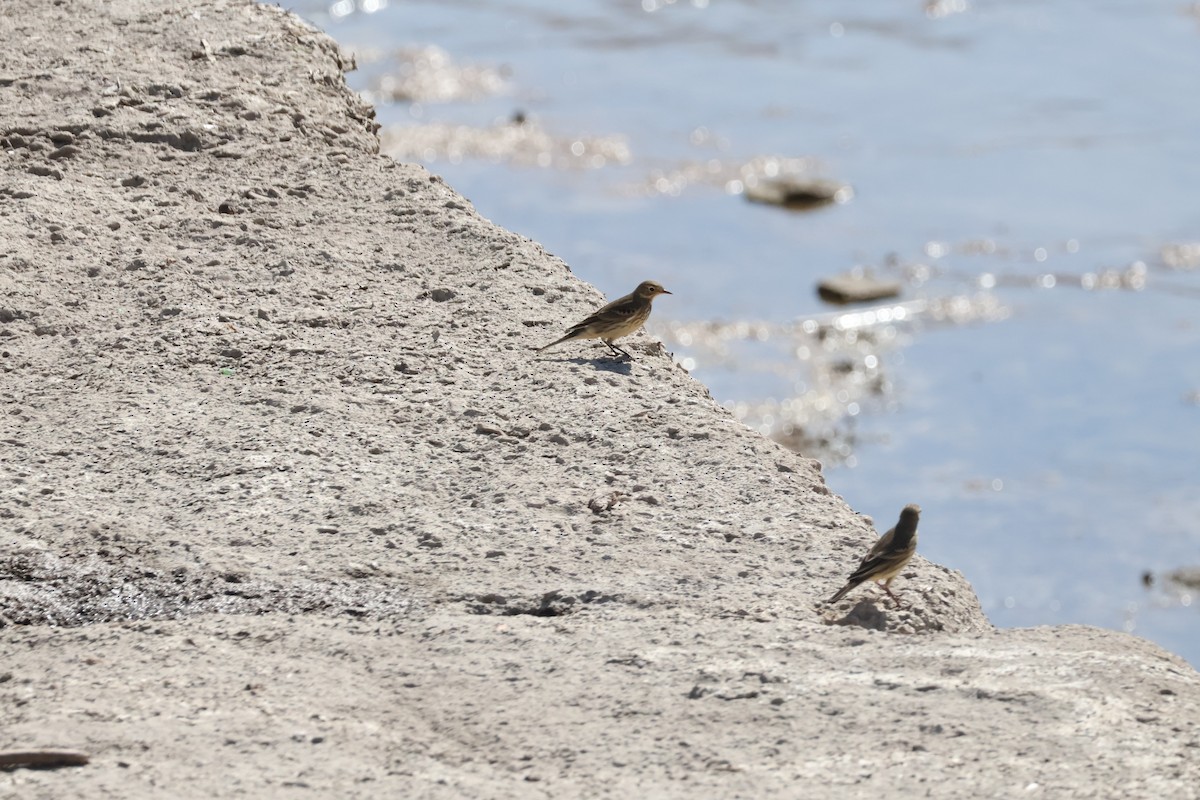 American Pipit - bill campbell