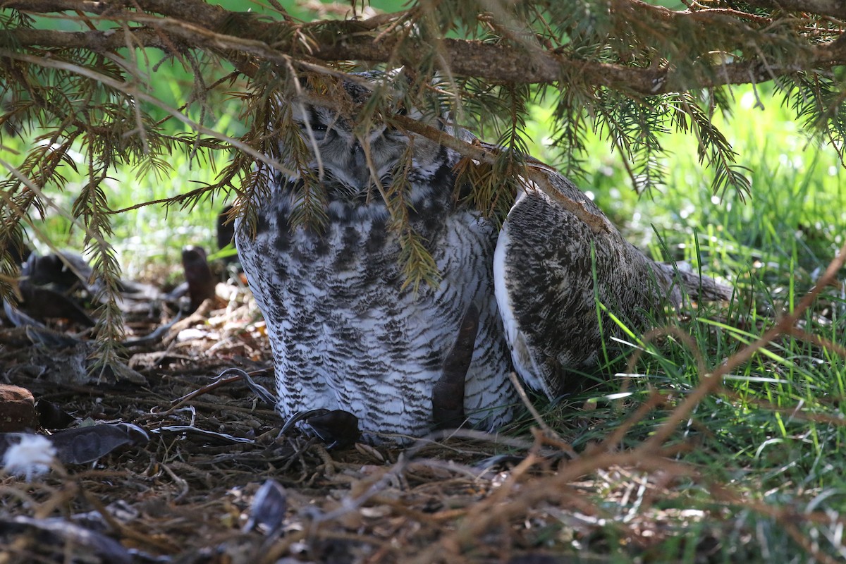 Great Horned Owl - ML625302130