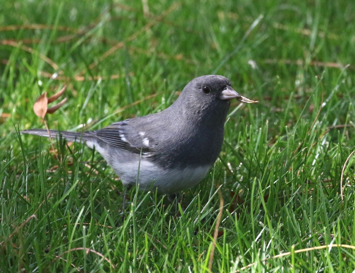 Dark-eyed Junco (White-winged) - ML625302146