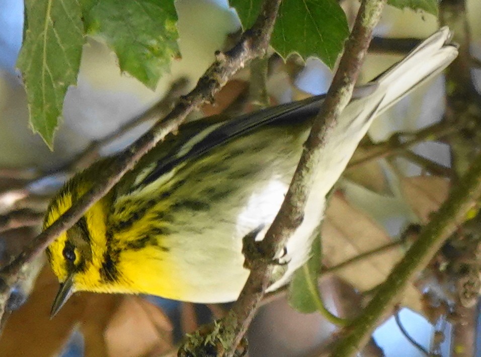 Townsend's Warbler - ML625302172