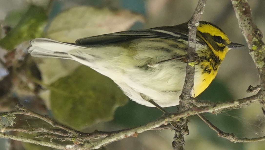 Townsend's Warbler - ML625302173
