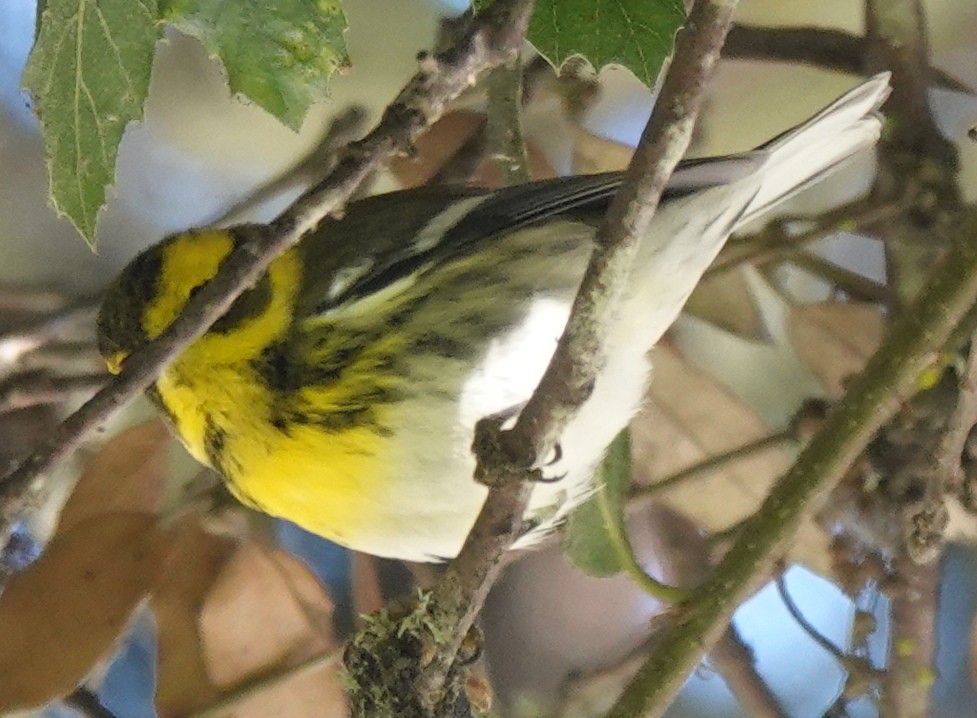 Townsend's Warbler - ML625302174