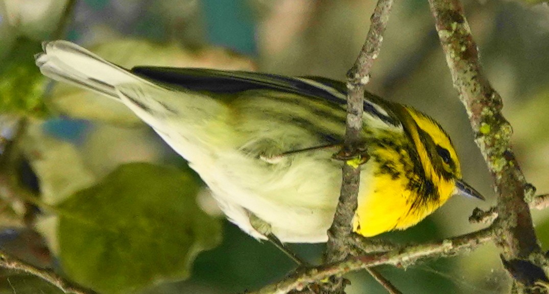 Townsend's Warbler - ML625302175