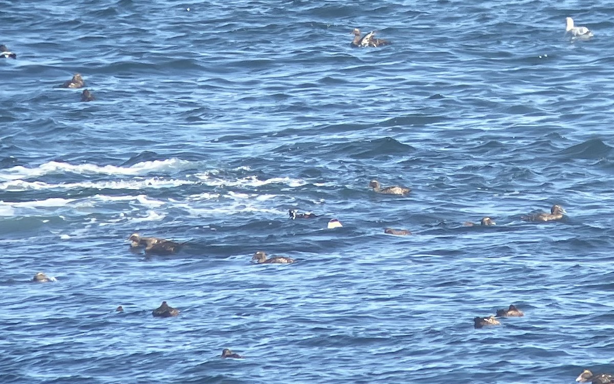 Harlequin Duck - ML625302467