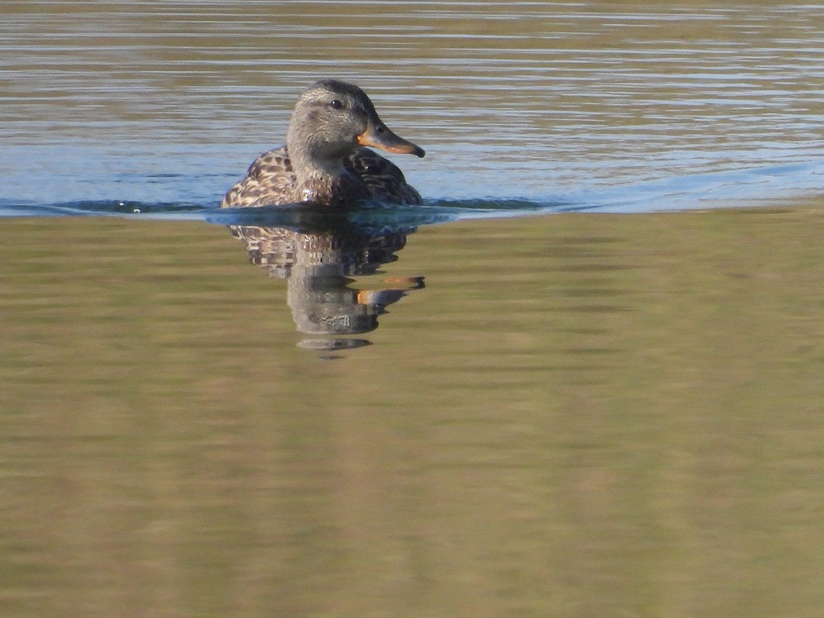 Canard colvert - ML625302497