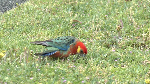ココノエインコ - ML625302547