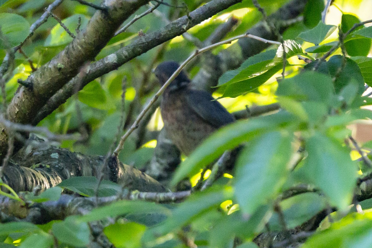 Бужмаг хөөндэй - ML625302708