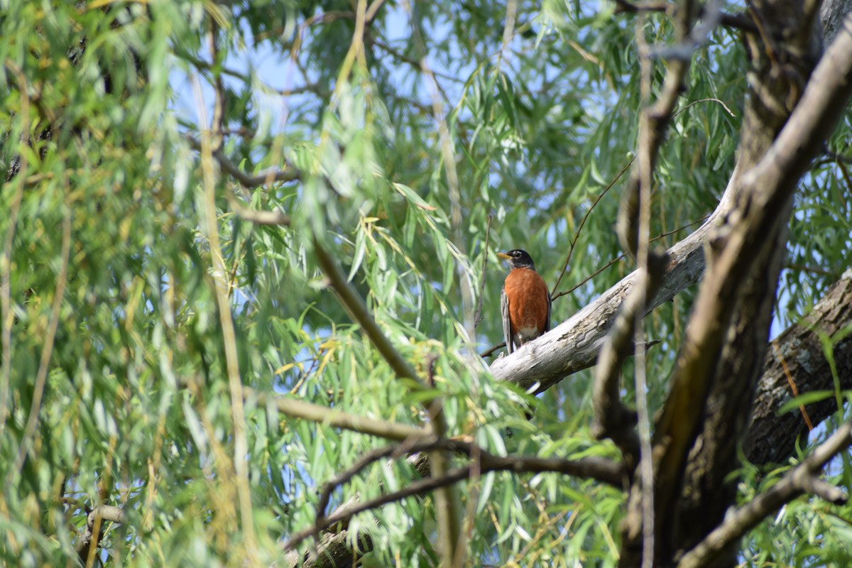 American Robin - ML625302748