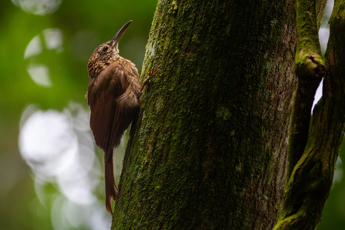 Cocoa Woodcreeper - ML625302834