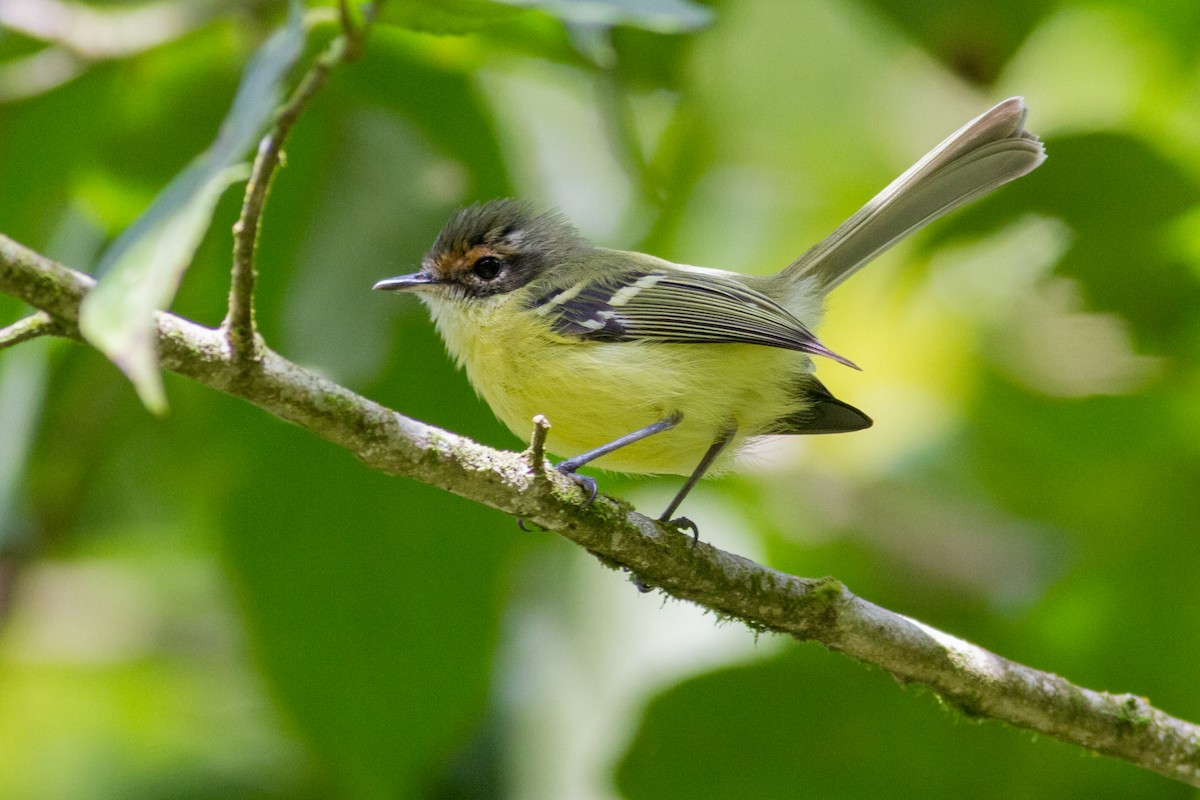 Rufous-lored Tyrannulet - ML625302843