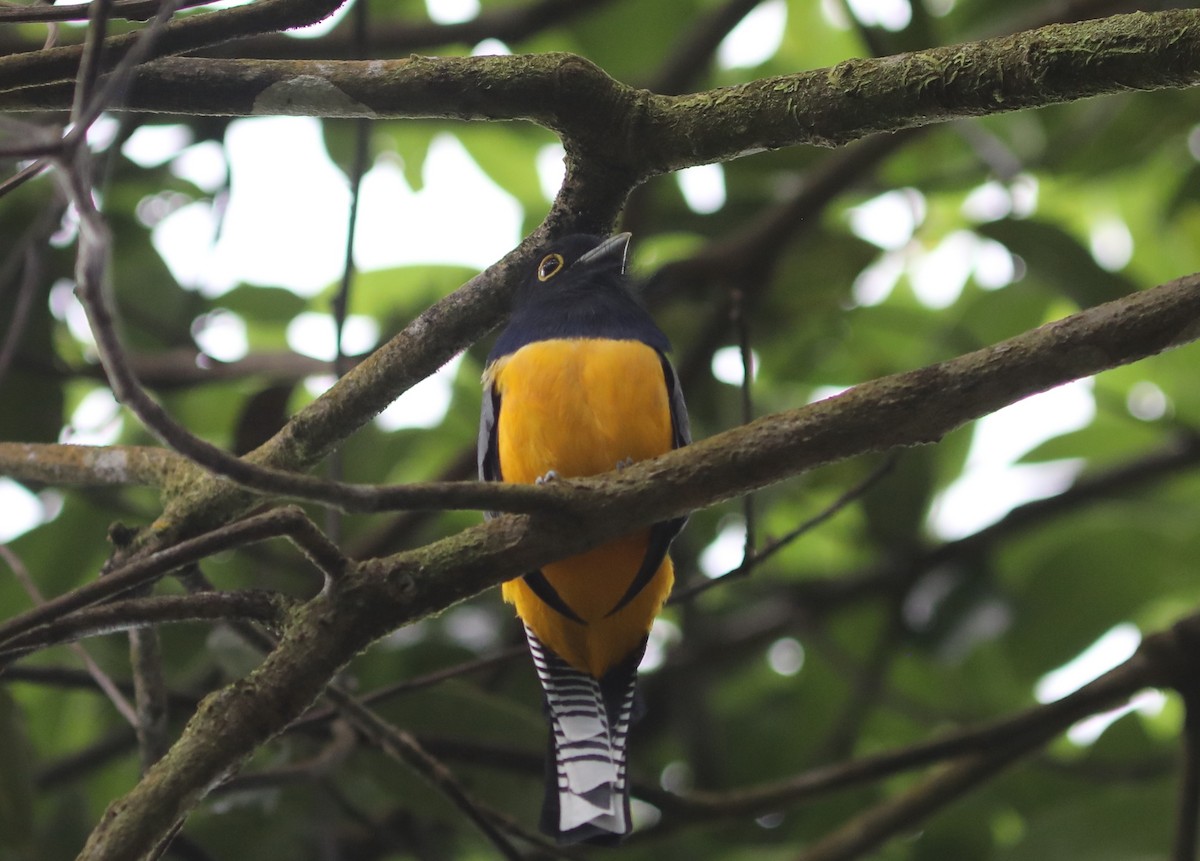 Gartered Trogon - ML625302872