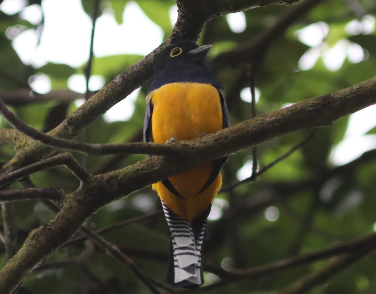 Gartered Trogon - ML625302873