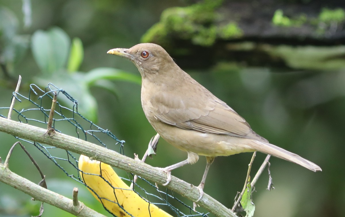 Clay-colored Thrush - Rohan van Twest