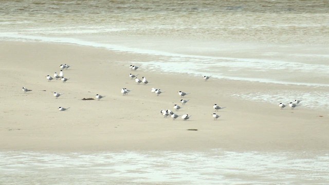 Great Crested Tern - ML625303194
