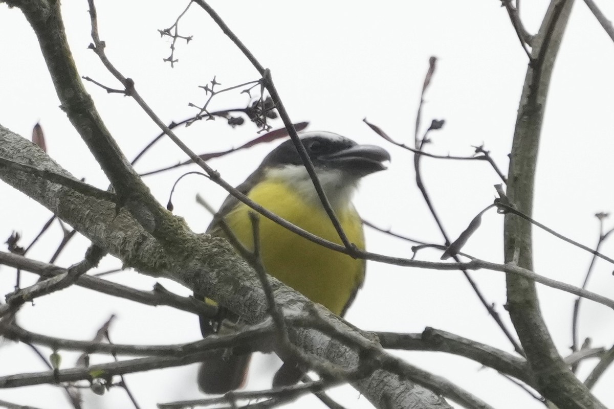 Boat-billed Flycatcher - ML625303330