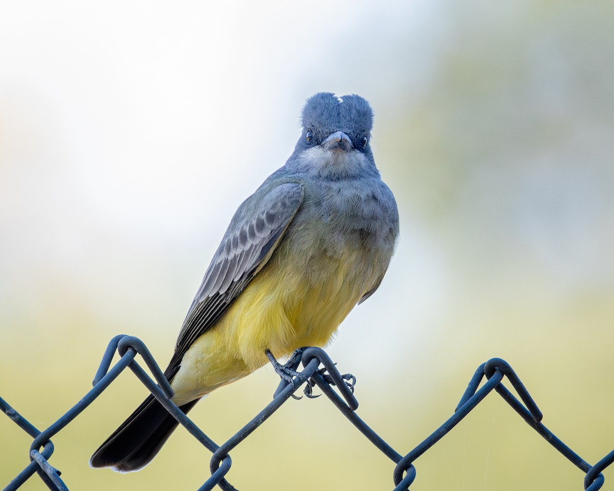 Cassin's Kingbird - ML625303334