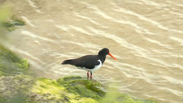 Pied Oystercatcher - ML625303380