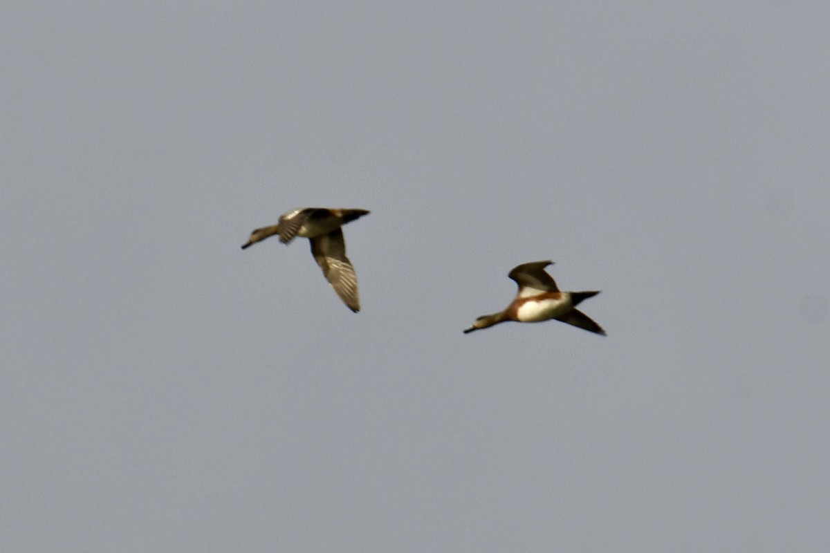 American Wigeon - ML625303396