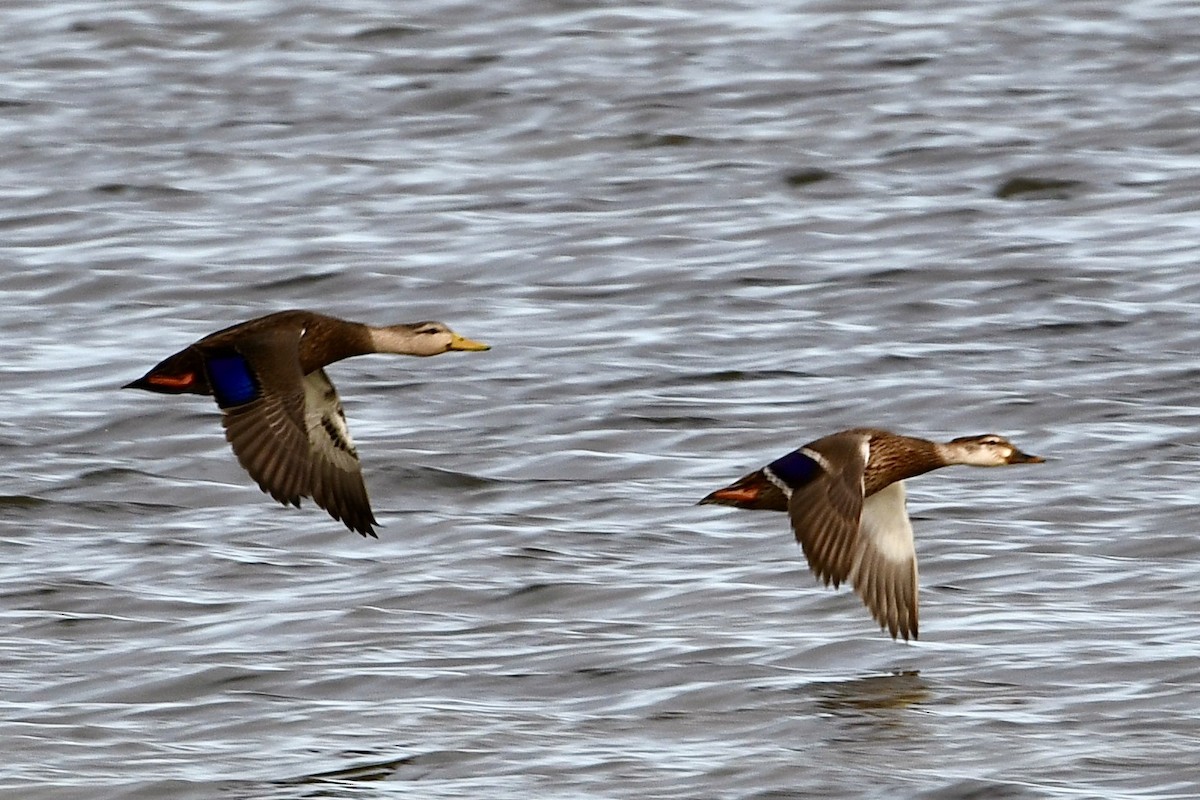 American Black Duck - ML625303440