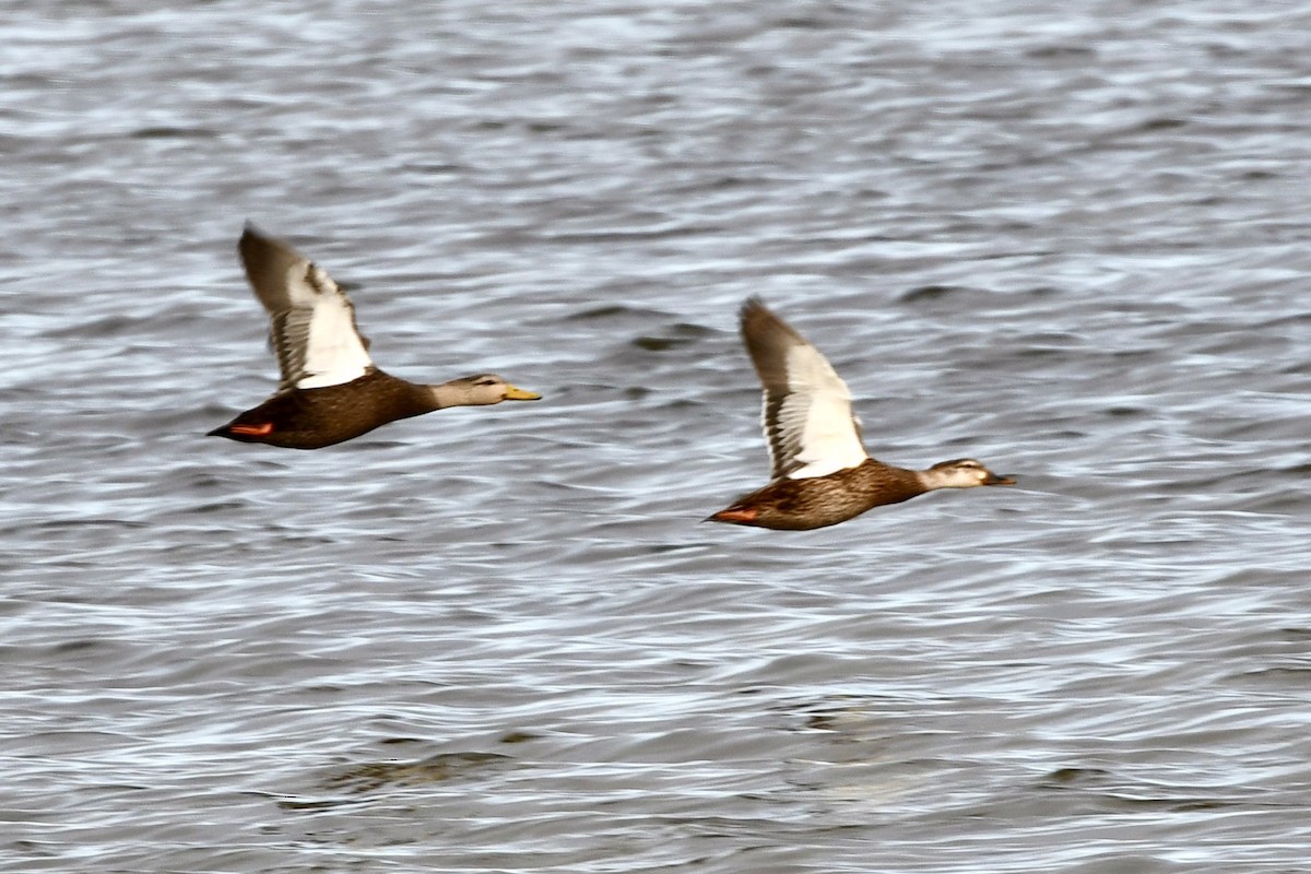 American Black Duck - ML625303441