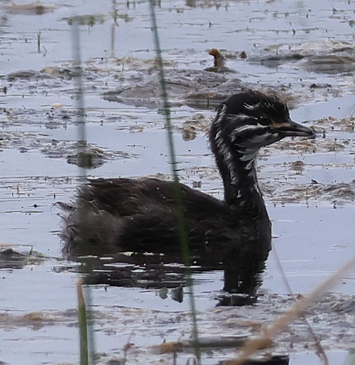 Least Grebe - ML625303443