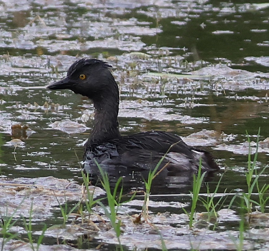 Least Grebe - ML625303449