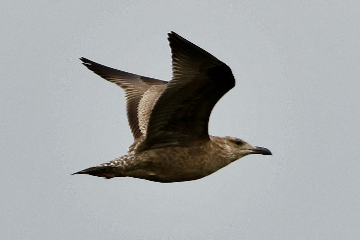 Lesser Black-backed Gull - ML625303468