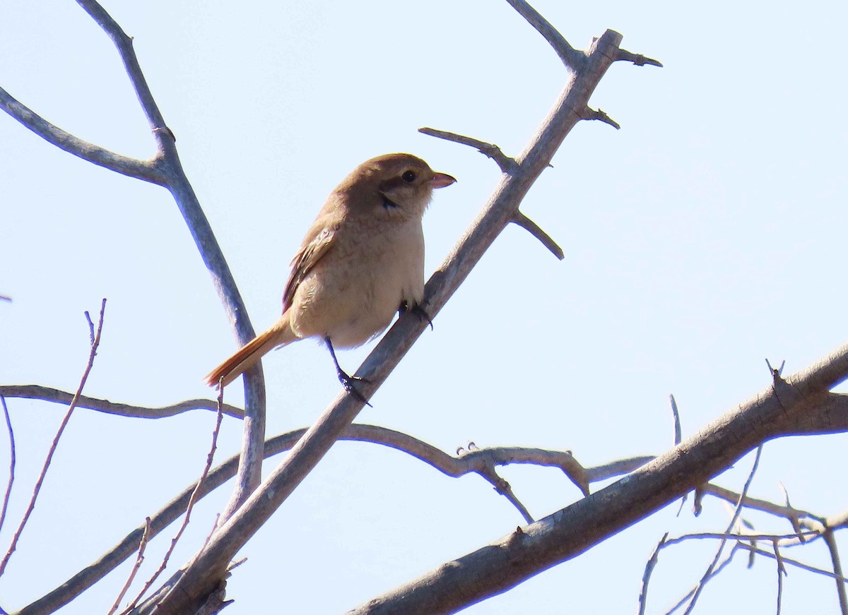 Red-tailed/Isabelline Shrike - ML625303471