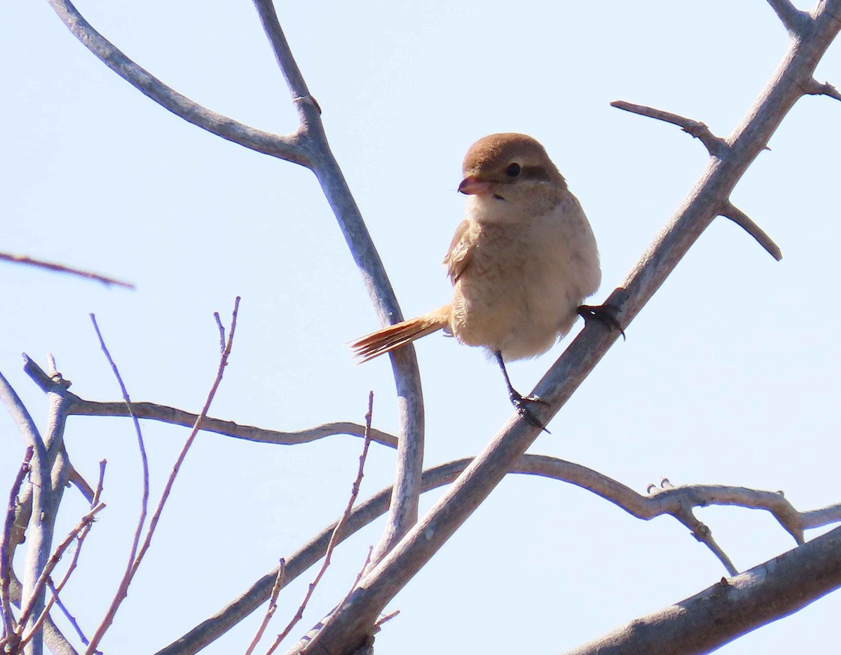 Red-tailed/Isabelline Shrike - ML625303472