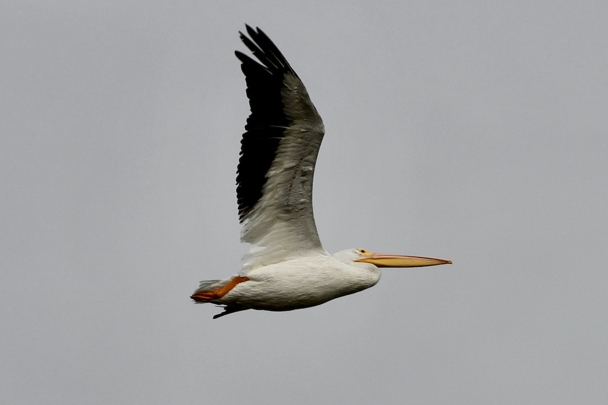American White Pelican - ML625303504
