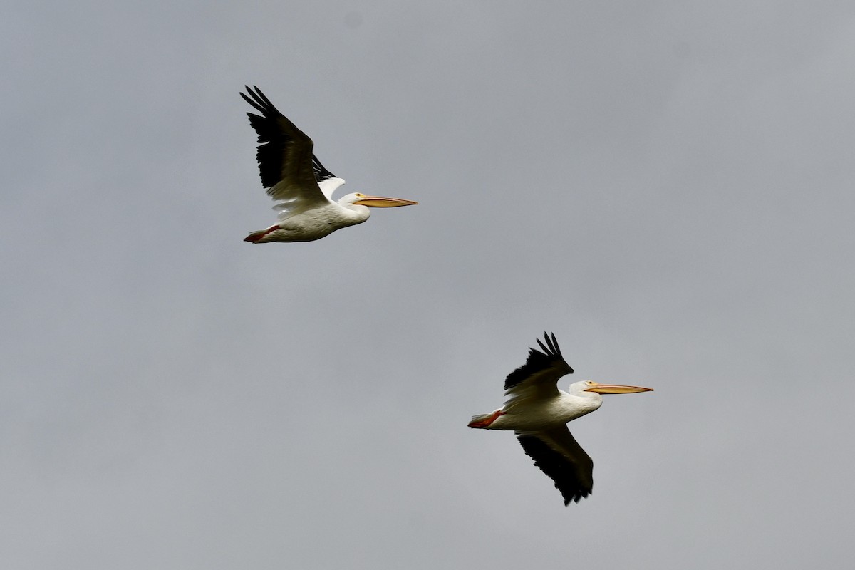 American White Pelican - ML625303505