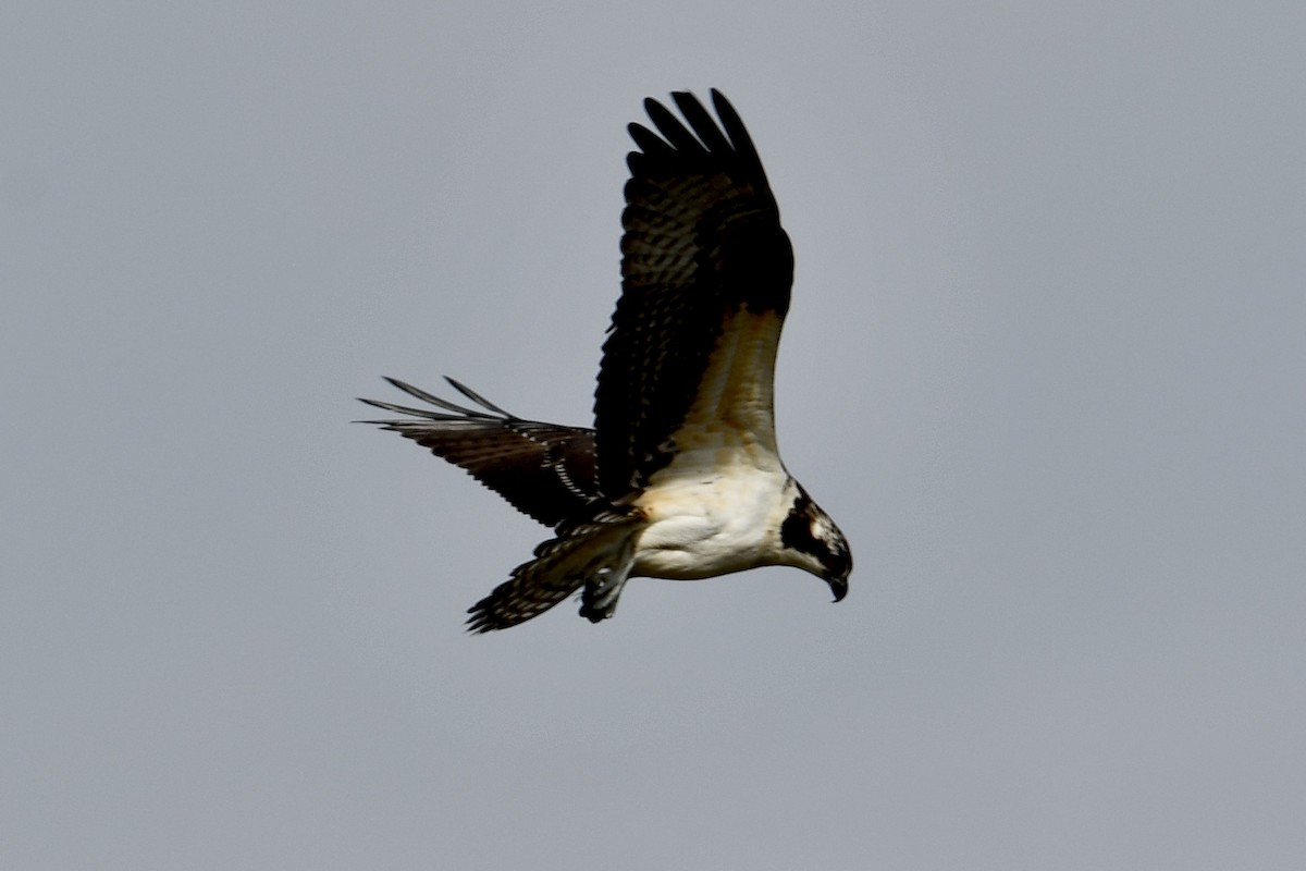 Osprey - ML625303536