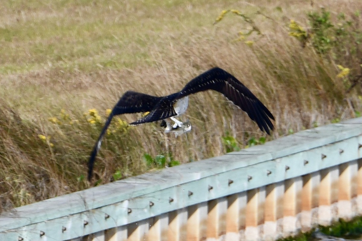 Osprey - ML625303537