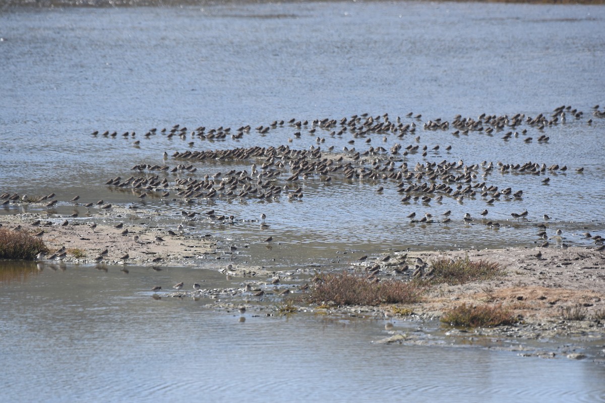 Least Sandpiper - ML625303560