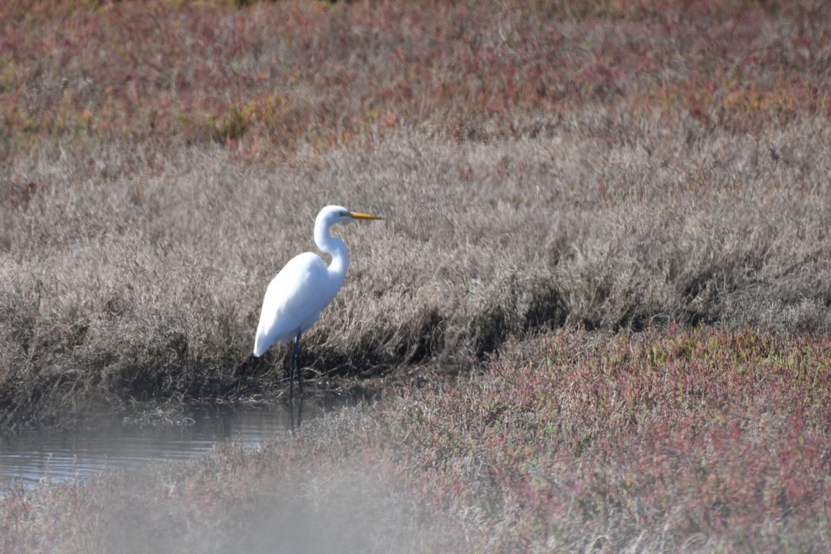 Great Egret - ML625303584