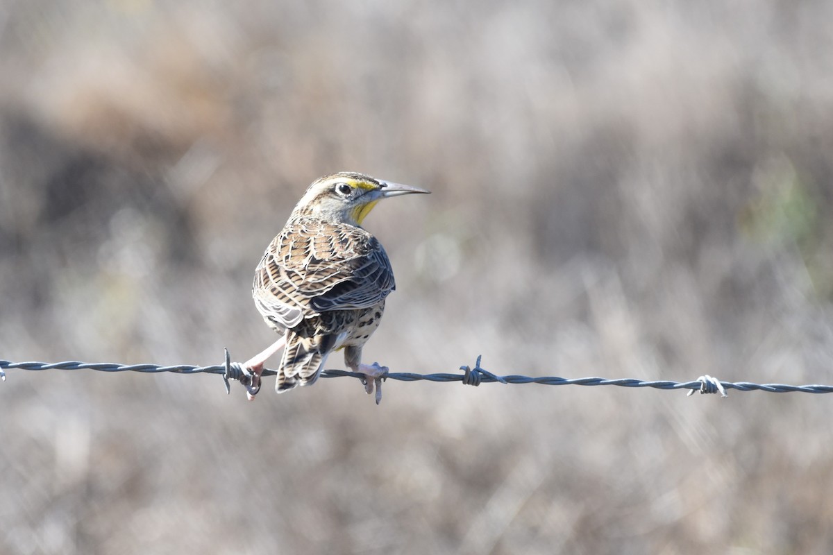 Western Meadowlark - ML625303605