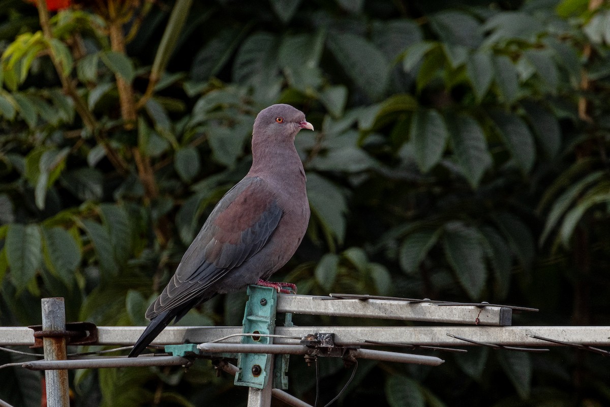 Red-billed Pigeon - ML625303655