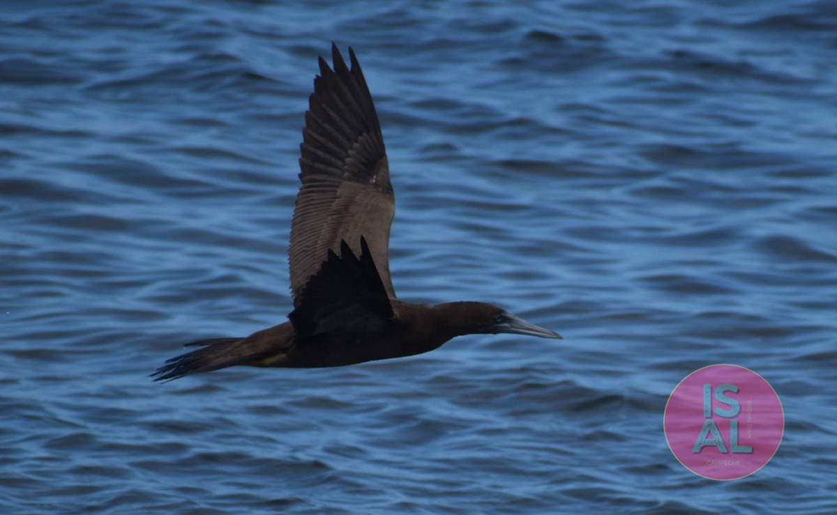 Brown Booby - ML625303707
