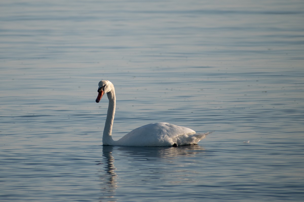 Mute Swan - Alison Robey