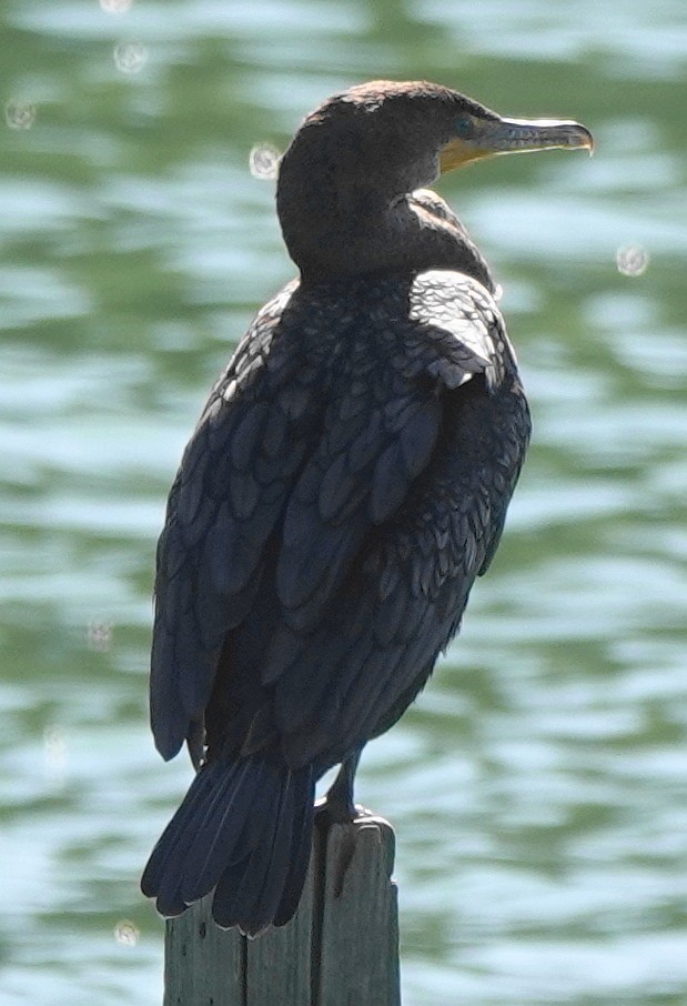 Double-crested Cormorant - ML625303896