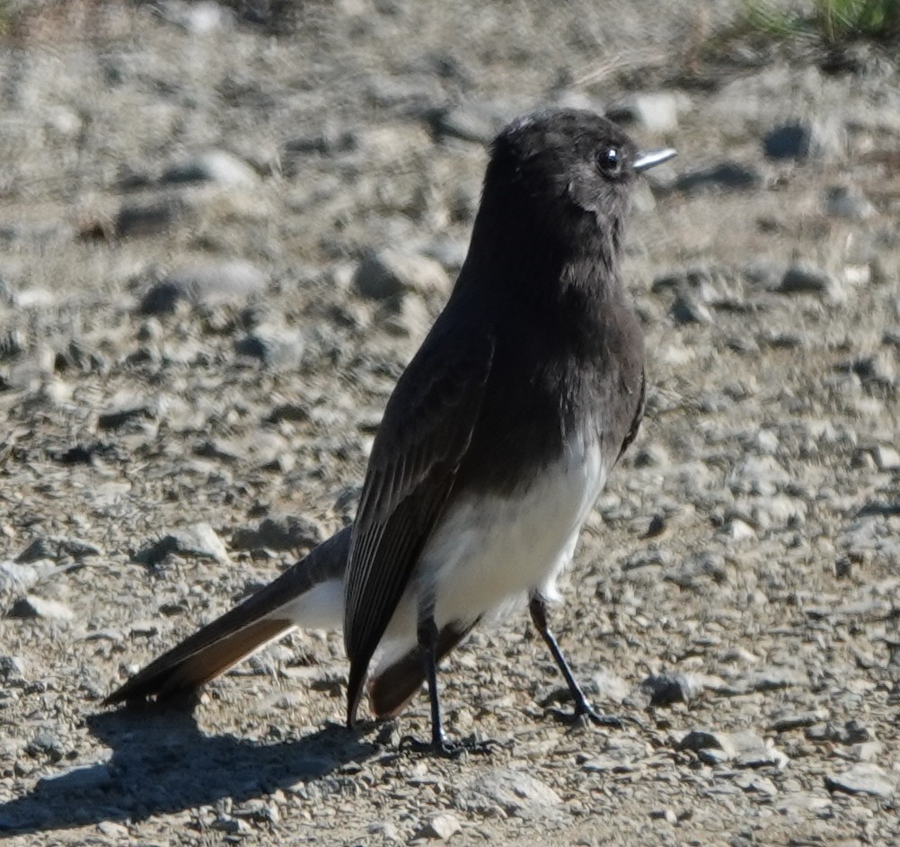 Black Phoebe - ML625303900