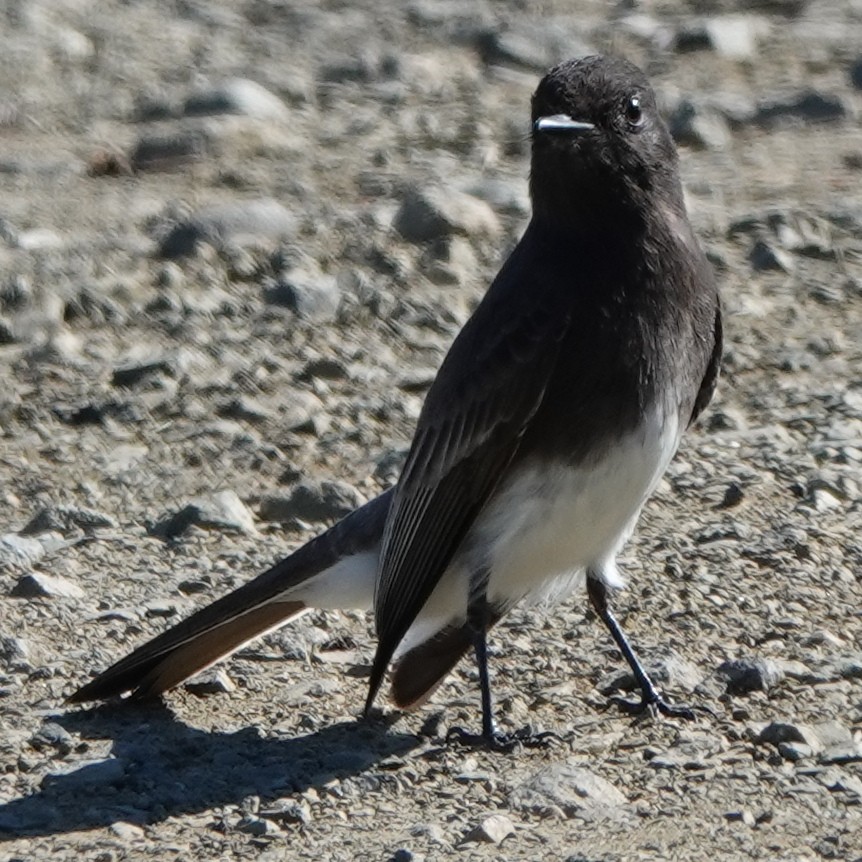 Black Phoebe - ML625303901